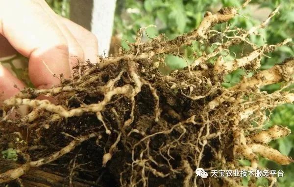 史上最全配药秘方