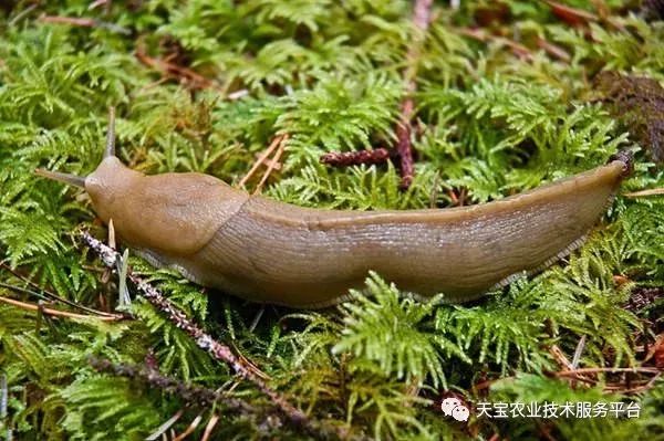 史上最全配药秘方