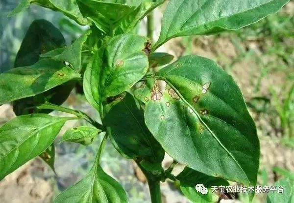 史上最全配药秘方