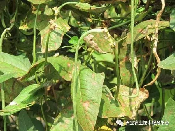 史上最全配药秘方