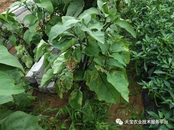 史上最全配药秘方