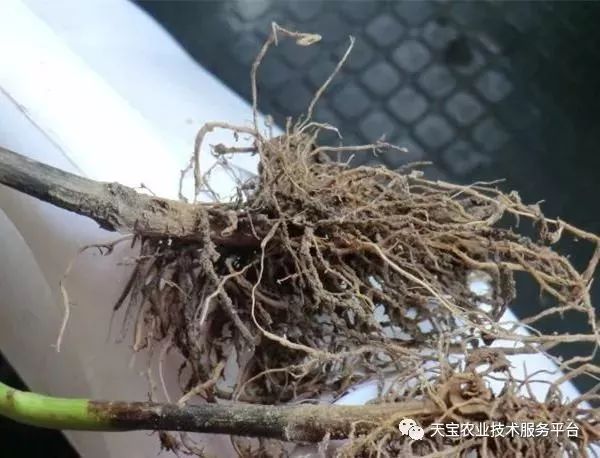 史上最全配药秘方