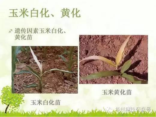 玉米病虫害防治技术（下）