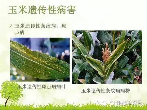 玉米病虫害防治技术（下）