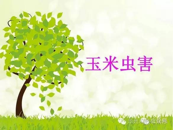 玉米病虫害防治技术（下）