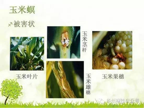 玉米病虫害防治技术（下）