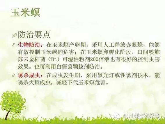 玉米病虫害防治技术（下）