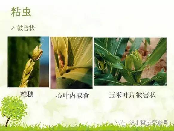 玉米病虫害防治技术（下）