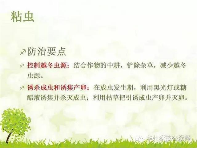 玉米病虫害防治技术（下）