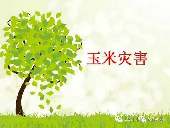 玉米病虫害防治技术（下）