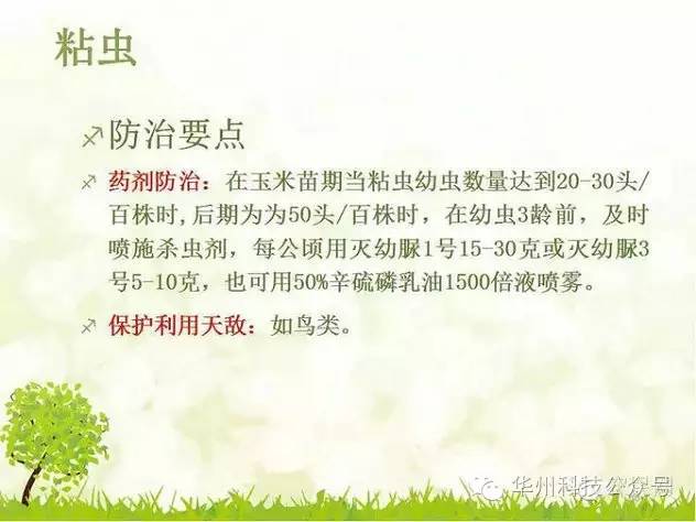 玉米病虫害防治技术（下）
