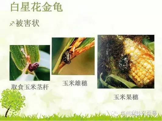 玉米病虫害防治技术（下）