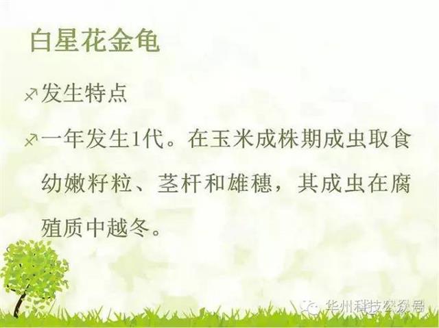 玉米病虫害防治技术（下）
