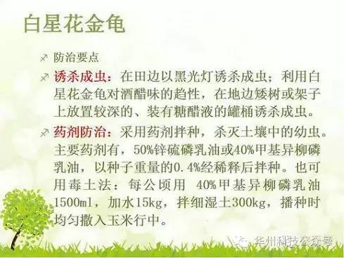 玉米病虫害防治技术（下）