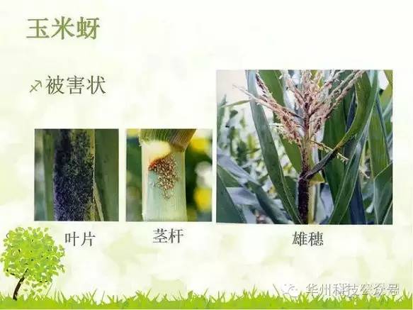 玉米病虫害防治技术（下）