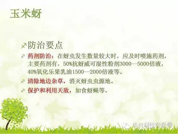 玉米病虫害防治技术（下）
