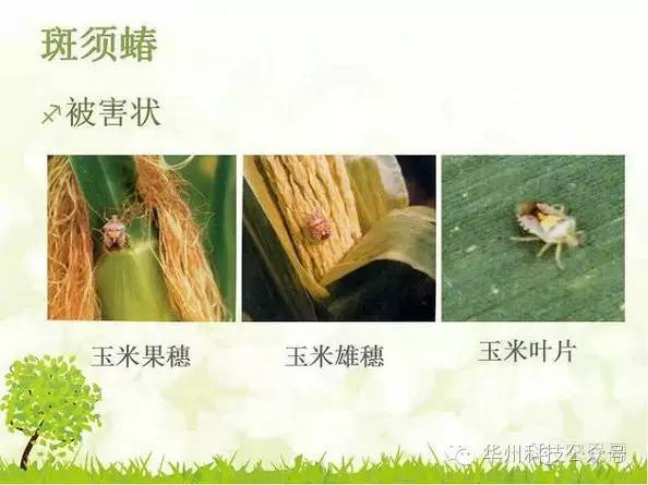 玉米病虫害防治技术（下）
