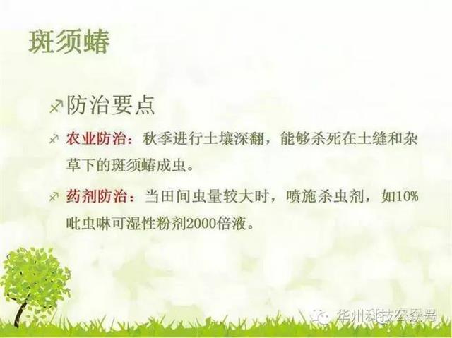 玉米病虫害防治技术（下）