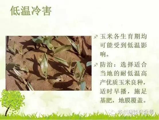 玉米病虫害防治技术（下）