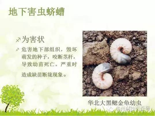 玉米病虫害防治技术（下）