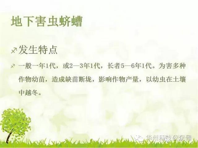 玉米病虫害防治技术（下）