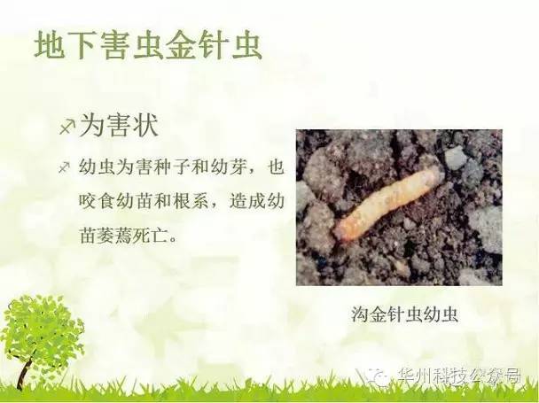 玉米病虫害防治技术（下）
