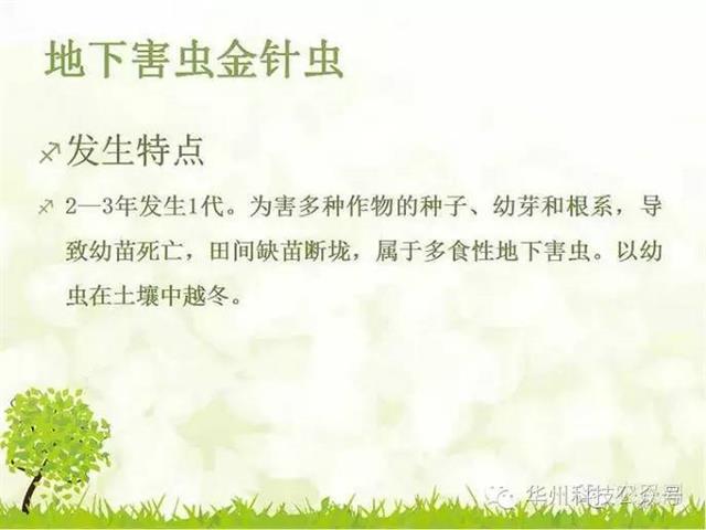玉米病虫害防治技术（下）
