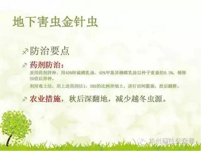 玉米病虫害防治技术（下）
