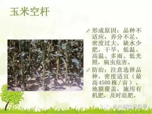 玉米病虫害防治技术（下）
