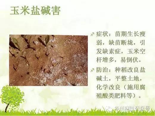 玉米病虫害防治技术（下）