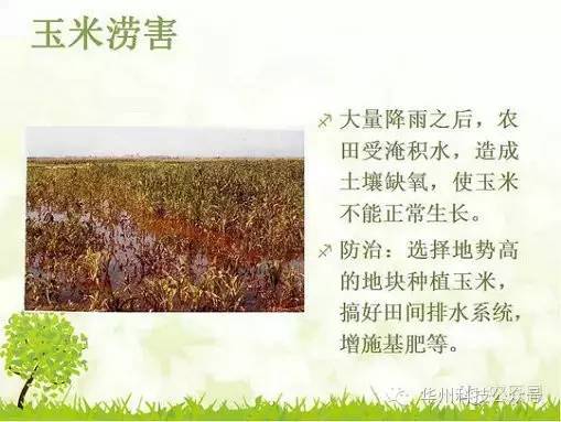 玉米病虫害防治技术（下）