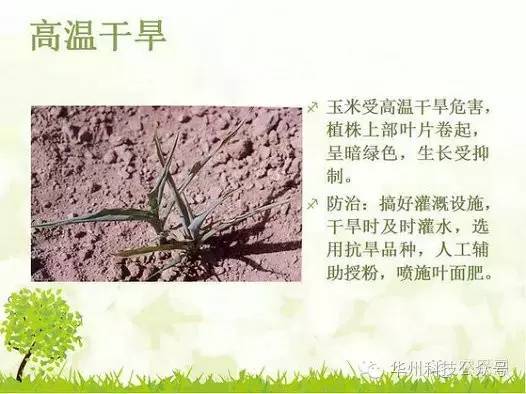 玉米病虫害防治技术（下）