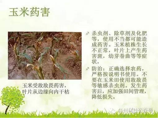 玉米病虫害防治技术（下）