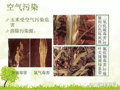 玉米病虫害防治技术（下）