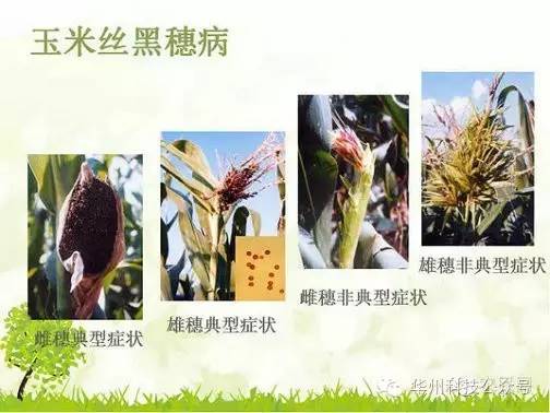 玉米病虫害防治图谱（上）
