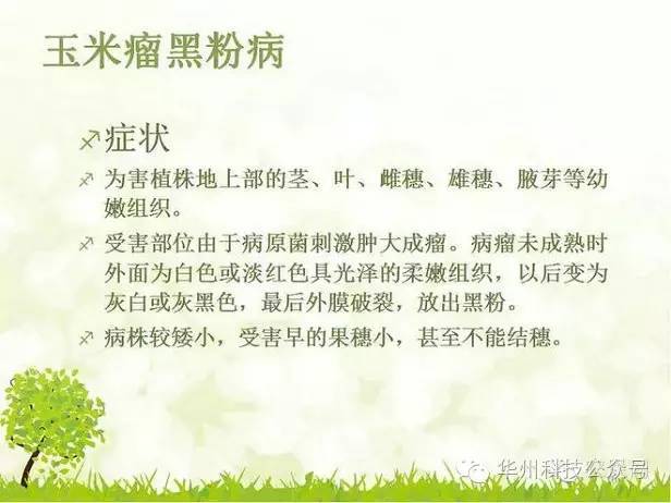 玉米病虫害防治图谱（上）
