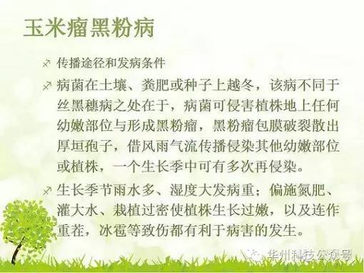 玉米病虫害防治图谱（上）