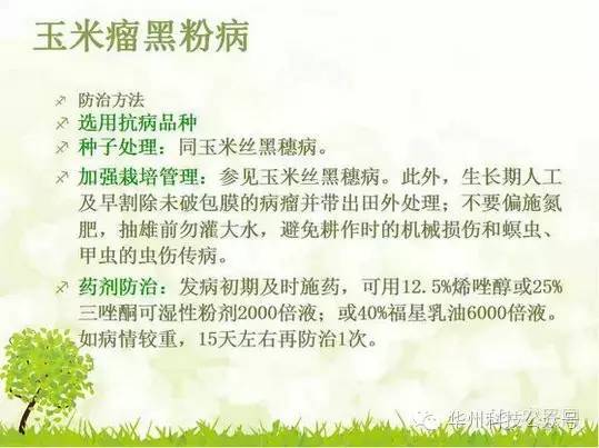 玉米病虫害防治图谱（上）