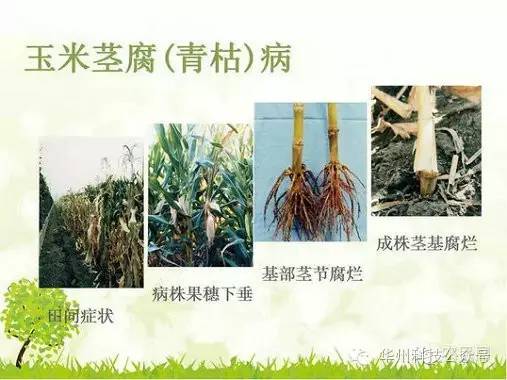 玉米病虫害防治图谱（上）