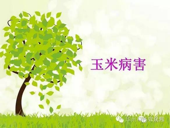 玉米病虫害防治图谱（上）