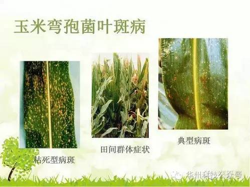 玉米病虫害防治图谱（上）