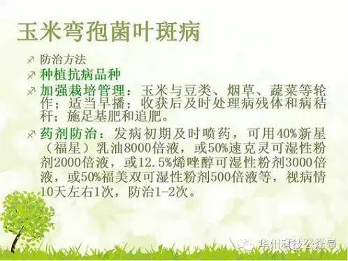 玉米病虫害防治图谱（上）