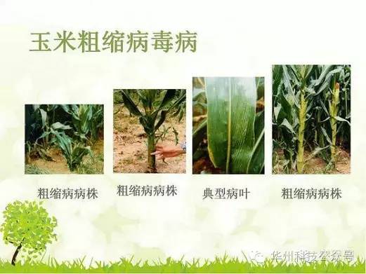 玉米病虫害防治图谱（上）