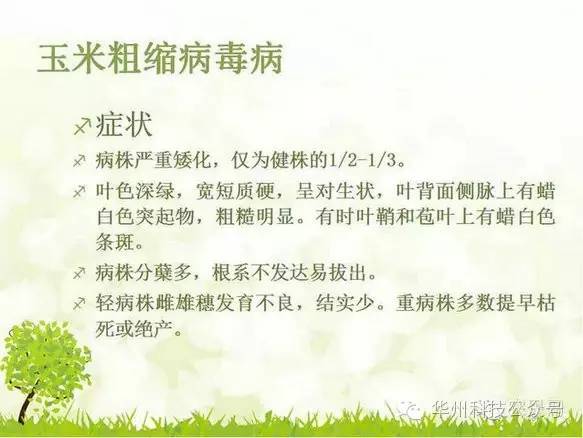 玉米病虫害防治图谱（上）