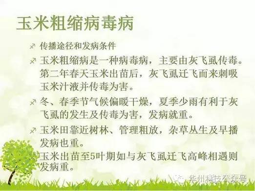玉米病虫害防治图谱（上）