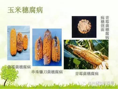 玉米病虫害防治图谱（上）