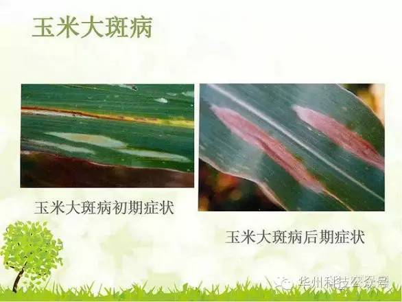 玉米病虫害防治图谱（上）