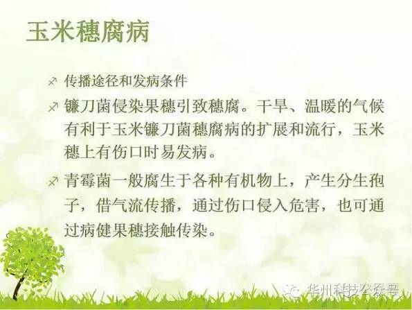 玉米病虫害防治图谱（上）