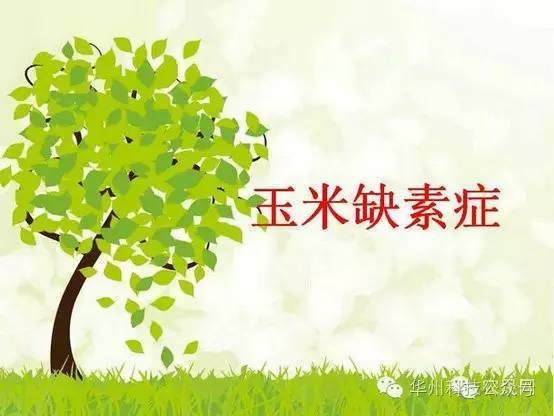 玉米病虫害防治图谱（上）