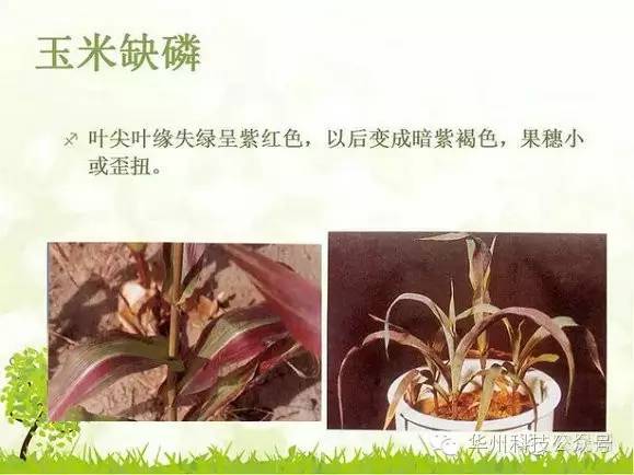 玉米病虫害防治图谱（上）